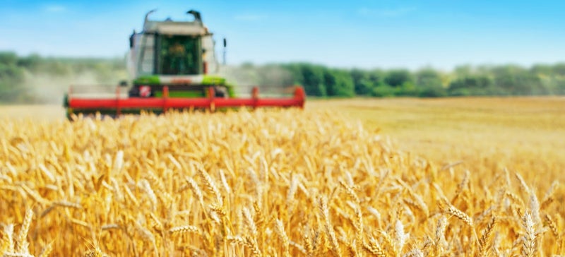 Getting back to harvest: The way forward after China’s barley tariff